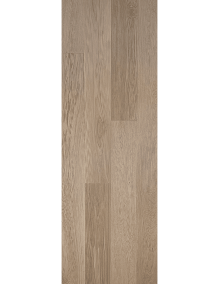 Chêne Kachmir vivant